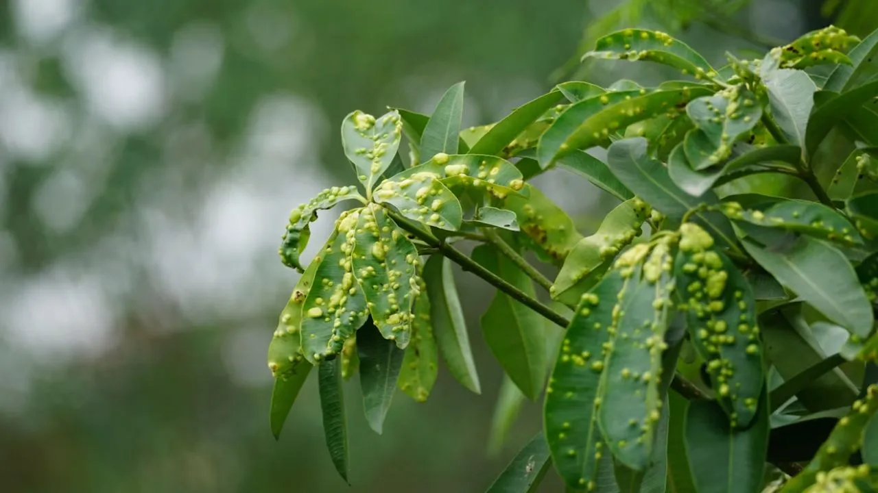 Pests That Often Hide Behind Leaves, Recognize Before They Spread