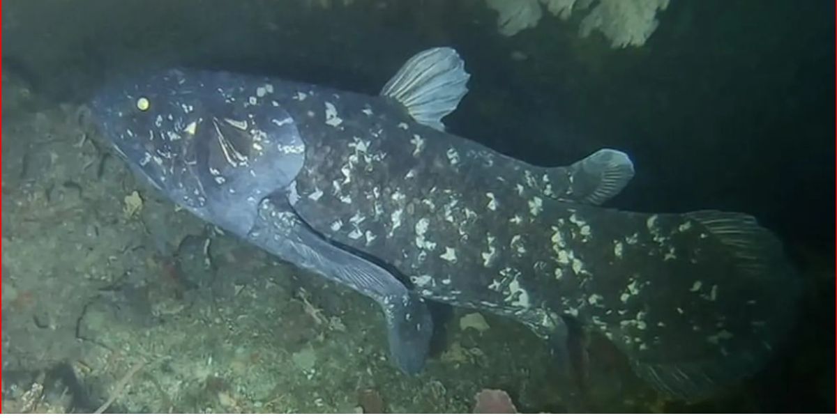 Coelacanth, an Ancient Fish Species that Lived Before Dinosaurs Discovered in Gorontalo