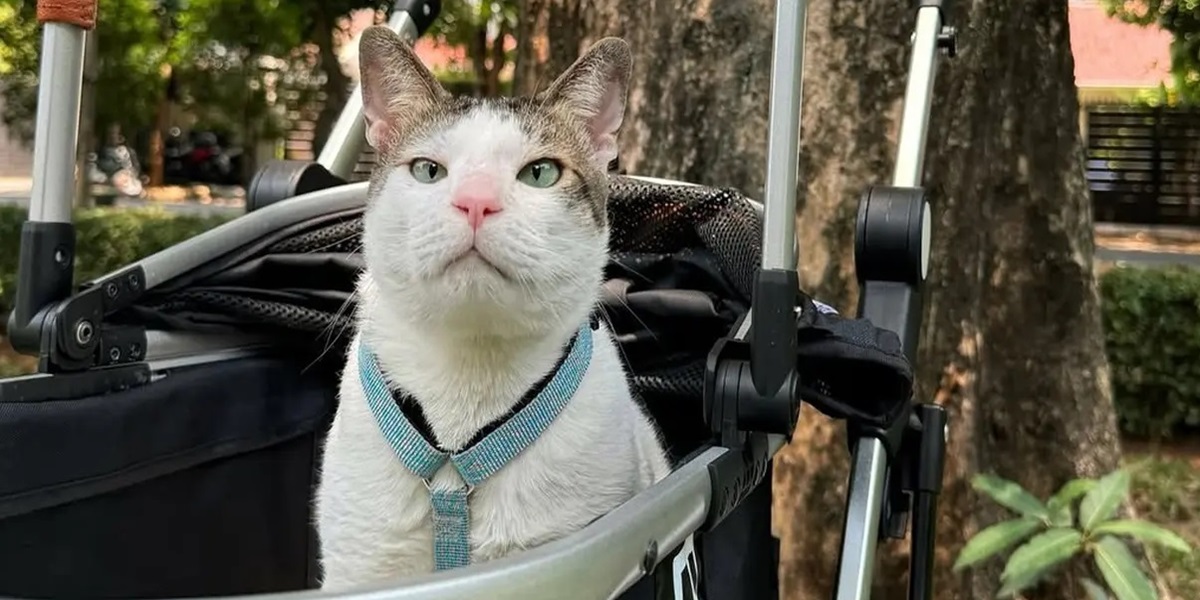 Meet Bobby Kertanegara, the Cute Cat Owned by President Prabowo Who Received an Award from Google Indonesia