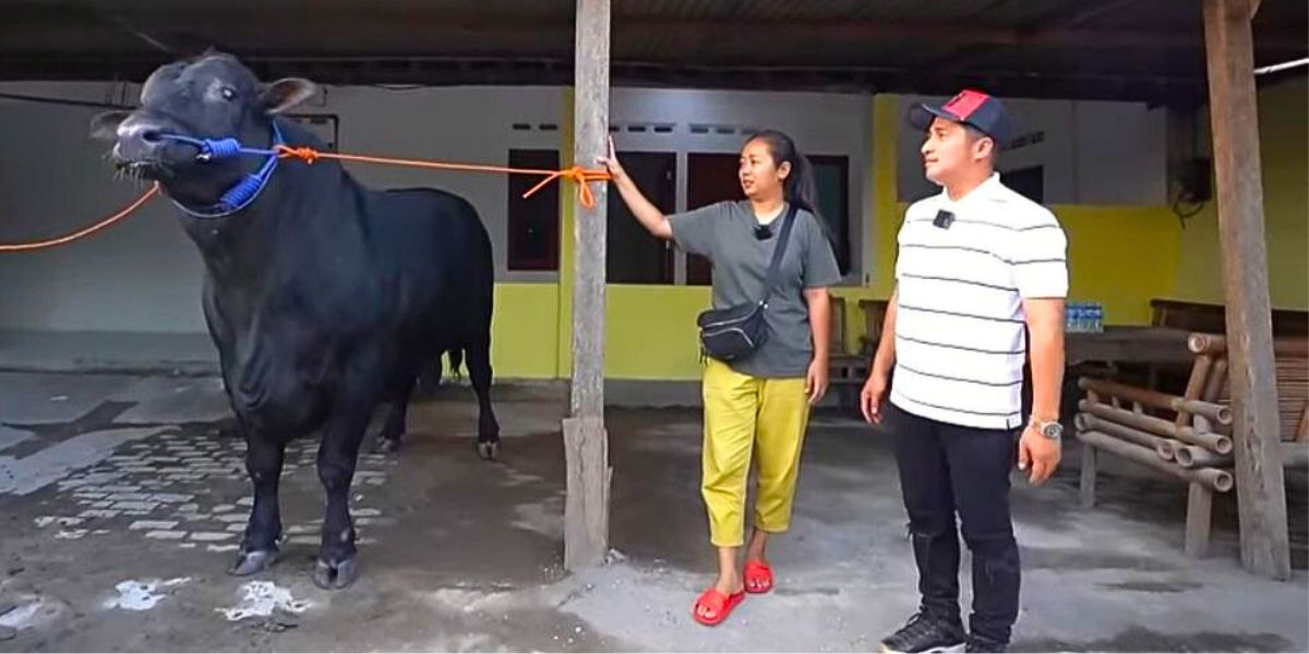 Weight Over 1000 Kg, Soimah Will Sacrifice Her Jumbo Cow Named Kipli