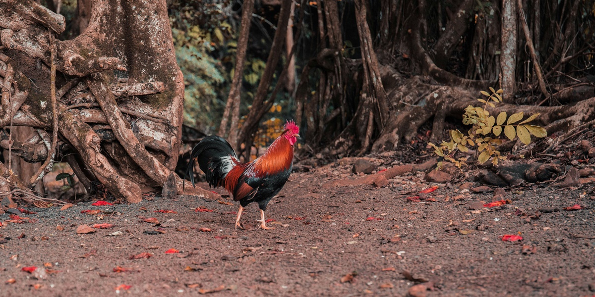 The Characteristics of Bangkok Chickens According to Javanese Primbon, Know the Signs and Other Special Types of Chickens