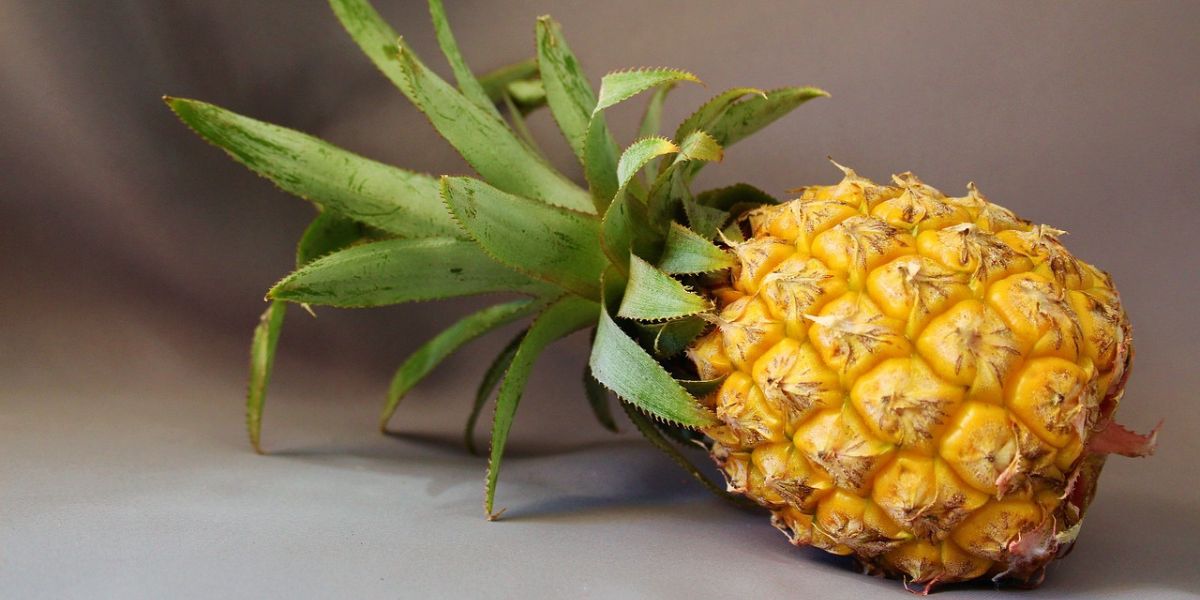 The Wonders of Young Pineapple, Hidden Benefits and Interesting Facts You Must Know!