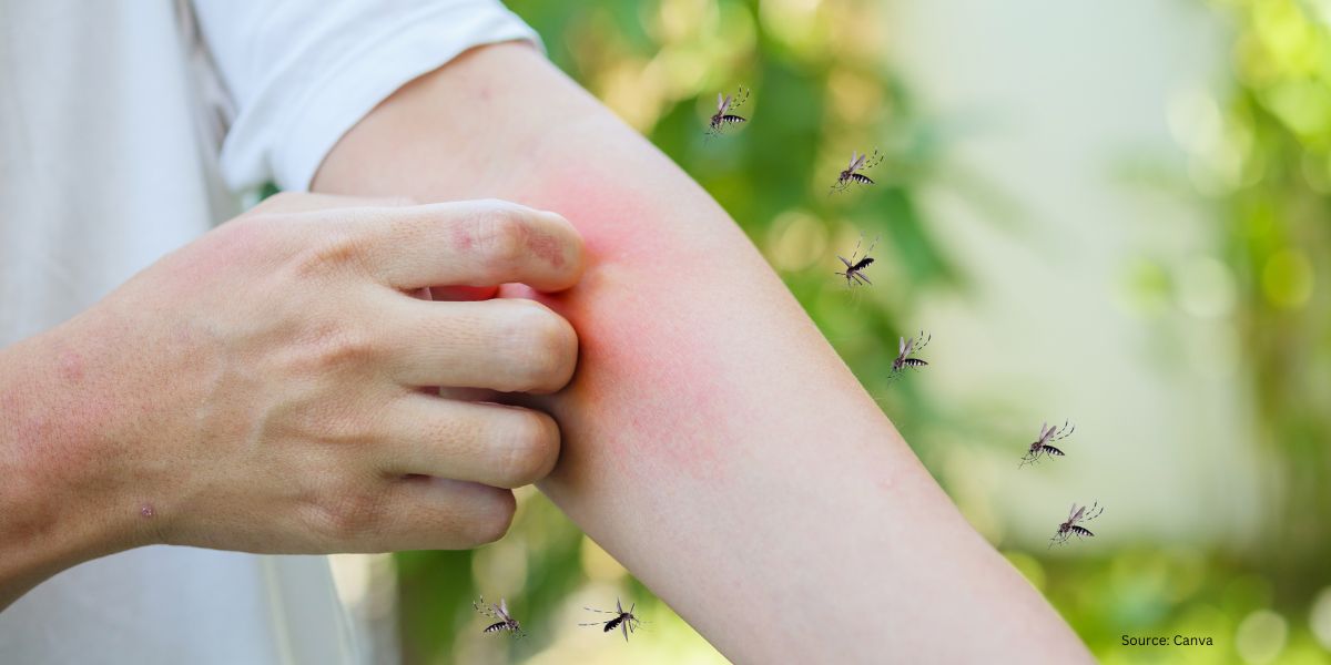 Get to Know Chikungunya: Symptoms, Characteristics, and Effective Ways to Prevent It!