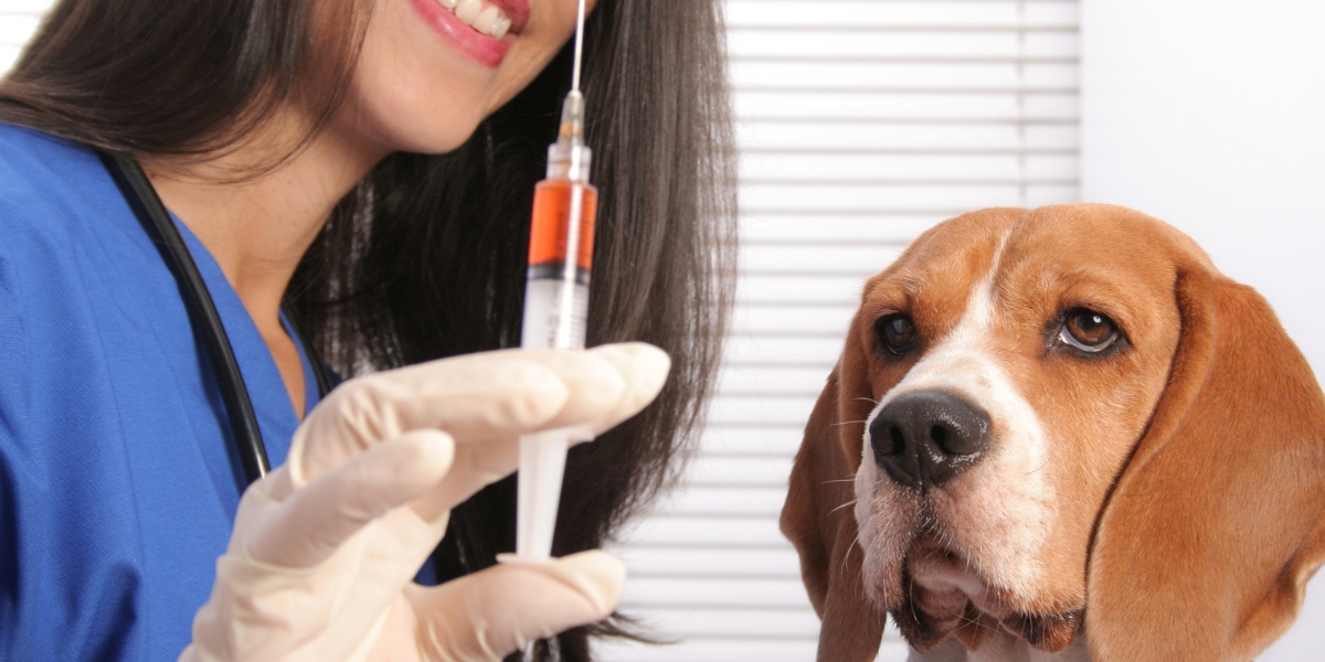 Recognize the Signs of Rabies in Animals, Your Ultimate Guide to Protecting Yourself!