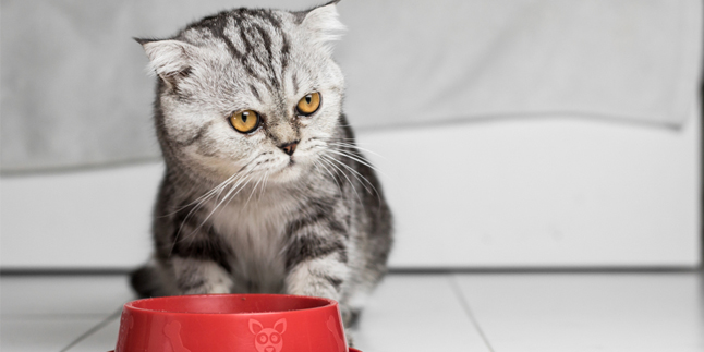 Cats Love to Eat, When is the Right Time for a Diet?