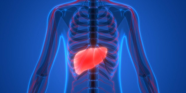 Do It Now, Here are 5 Tips for Maintaining Liver Function Properly