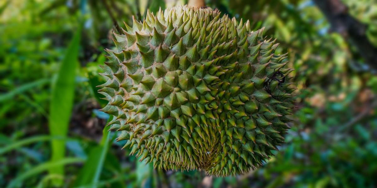 Steps to Boil Durian Leaves for Health, It Turns Out to Have Various Benefits