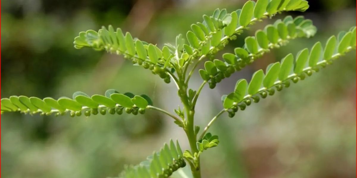 Easy Steps to Boil Pigeon Pea Leaves to Overcome Gout