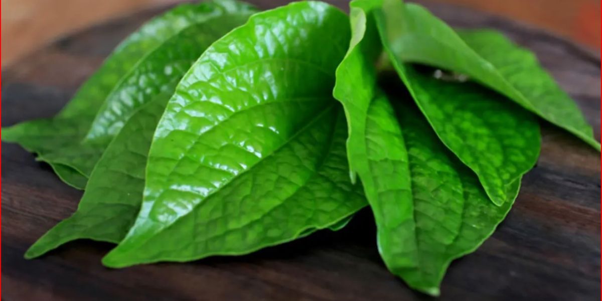 Easy Steps to Boil Green Betel Leaves to Overcome High Blood Pressure and Diabetes