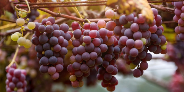 Extraordinary, Here are 8 Benefits of Red Grapes for Health that Need to be Known