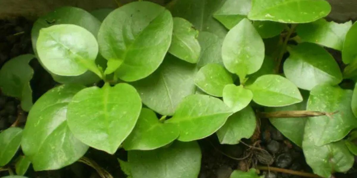 Maximize the Benefits of Binahong Leaves for Gout with the Right Boiling Method