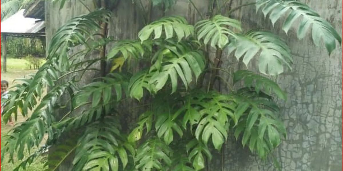 Benefits of Dragon Tail Leaves, How to Boil to Relieve Rheumatic Pain and Improve Heart Health