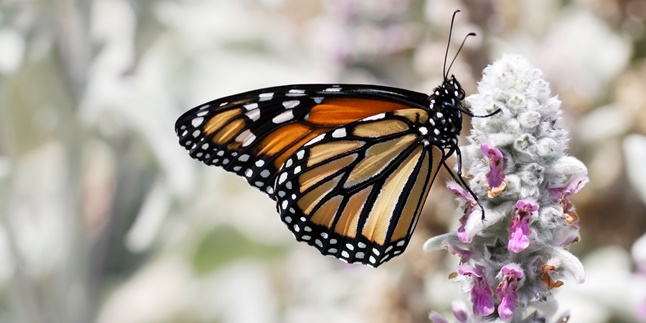 Meaning of Metamorphosis, Types, and Stages in Animal Growth