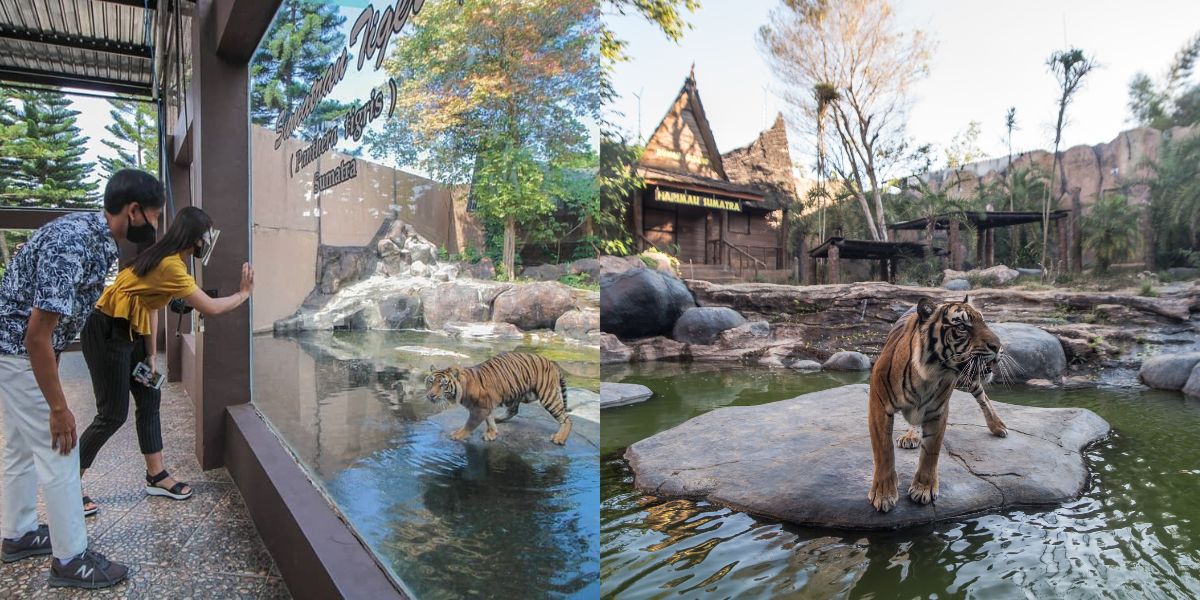 Commemorating World Tiger's Day, Tourist Attractions in Batu Serve Meat Tumpeng for Sumatran Tigers to Theatrical Drama