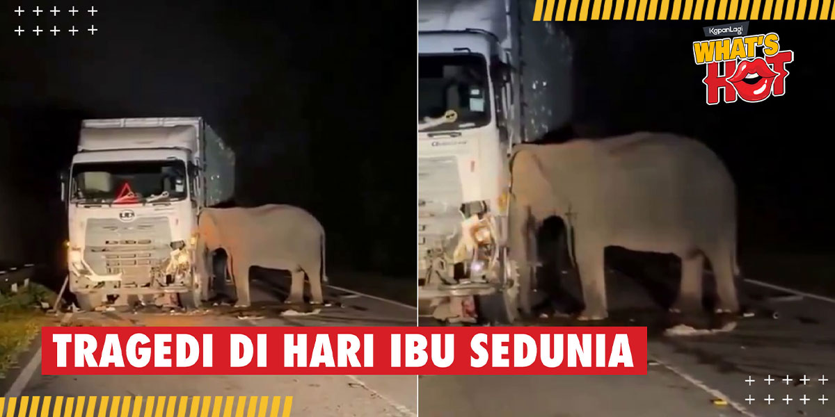 Touching, Mother Elephant Accompanies Her Child Who Was Run Over by a Truck Until Evacuated