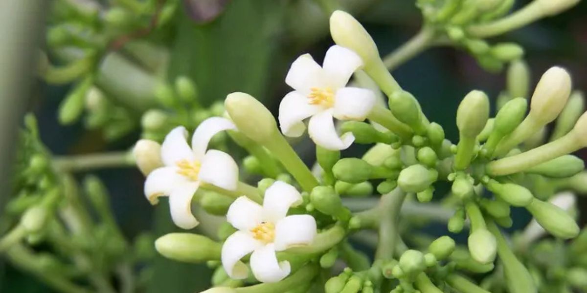 Maintaining the Green Color and Eliminating Bitterness in Papaya Flowers When Cooked, Here Are the Tips