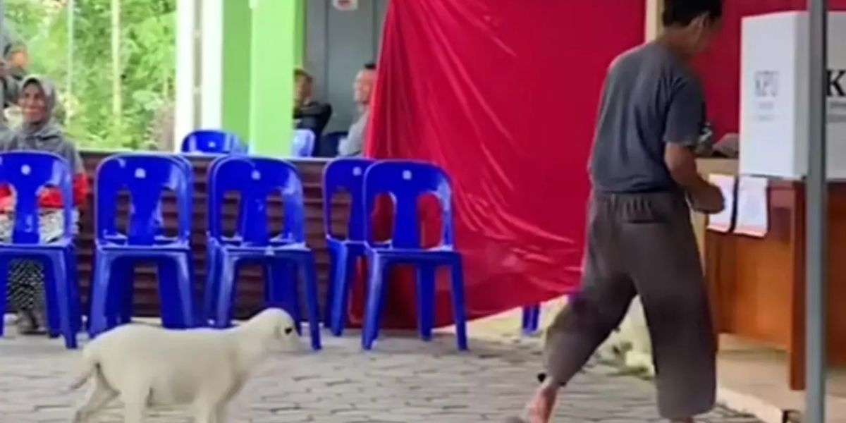 The Moment of the Man Taking His Beloved Goat to Vote in the 2024 Regional Election, Following Until the Voting Booth