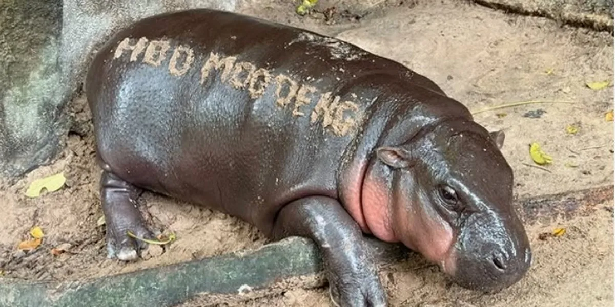 Moo Deng's Birthday, A Festive Celebration of the Hippo Celebrity in Thailand