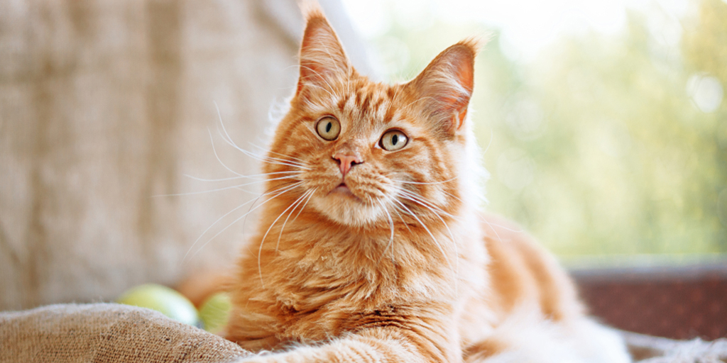 The Mood of the Orange Cat Can Be Seen from Its Drooping Ears, Let's Guess