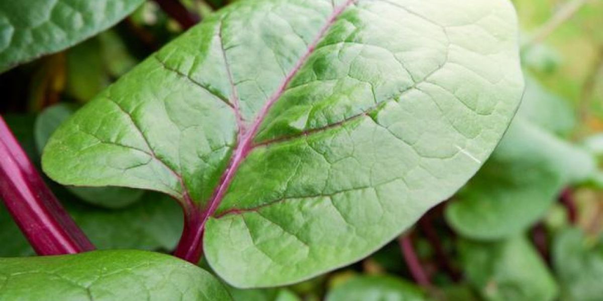 Easy and Practical, Here's How to Boil Binahong Leaves to Help Lower Cholesterol