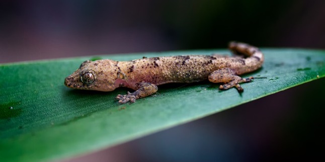 12 Natural and Easy Ways to Repel Lizards from Home, Guaranteed Effective