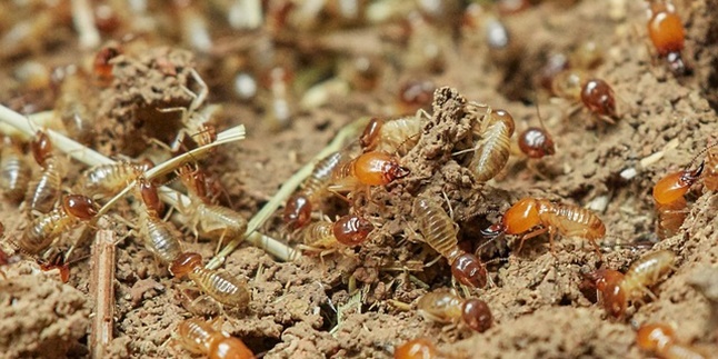 Easy to Practice, Here are 6 Natural and Effective Ways to Eradicate Termites