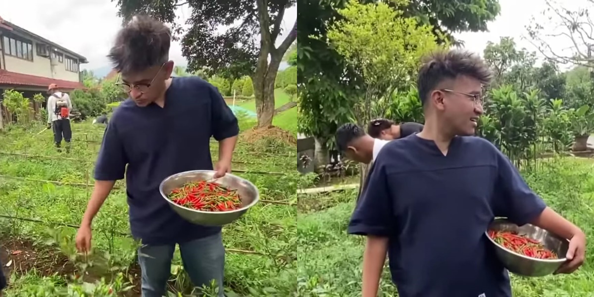 Fresh Chili Harvest, Ruben Onsu Now Tries Gardening