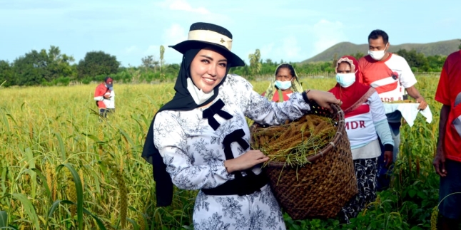 Harvesting Rice in the Field, Bella Shofie Transforms into 'Modern Farmer'