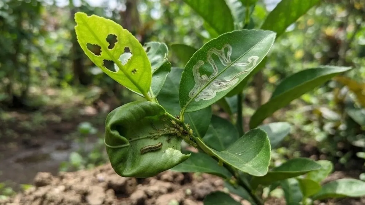 Causes of Holes and Curling in Citrus Leaves, Recognize Pests and Trigger Factors
