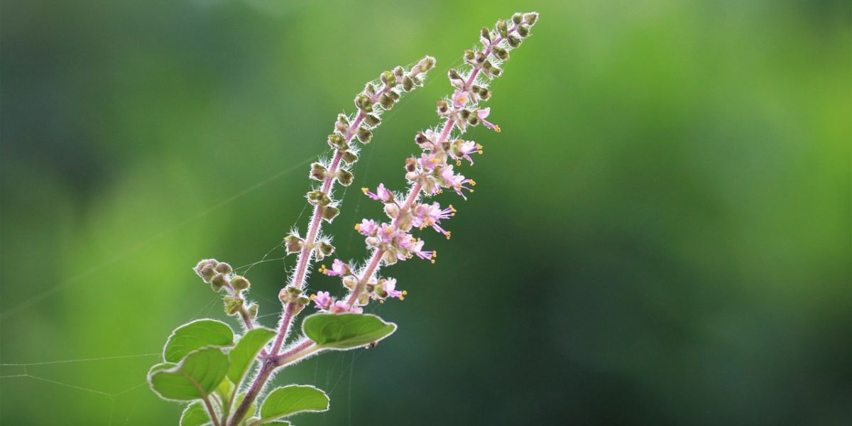 Beneficial for Blood Sugar Control and Preventing Cancer Spread, Here's How to Boil Basil Leaves