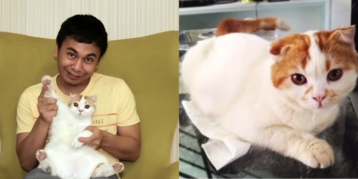 Raditya Dika Mourns the Loss of His Beloved Cat, Together for 13 Years