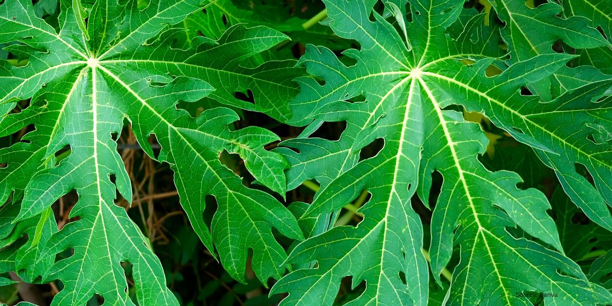 Powerful Secrets to Eliminate the Bitter Taste of Papaya Leaves Without Hassle