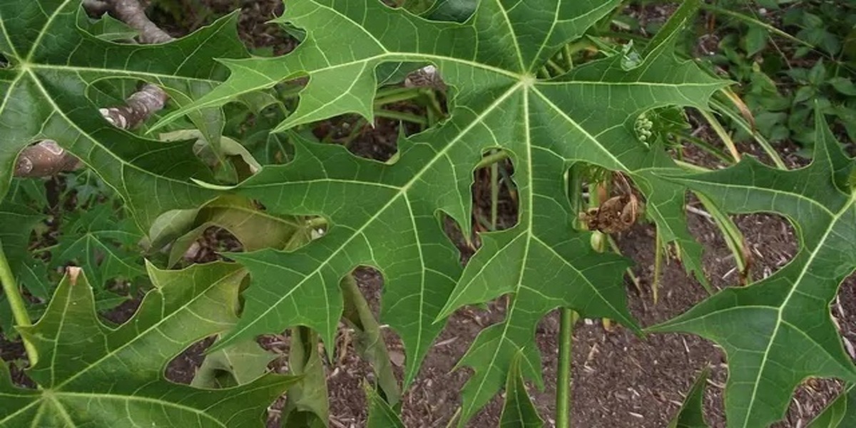 The Secret to Processing Papaya Leaves So There Is No Bitter Taste