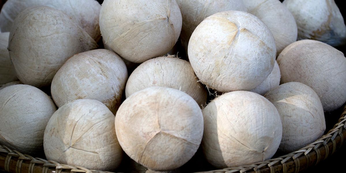 The Secret to Storing Peeled Coconut for a Month Without Fear of Spoilage