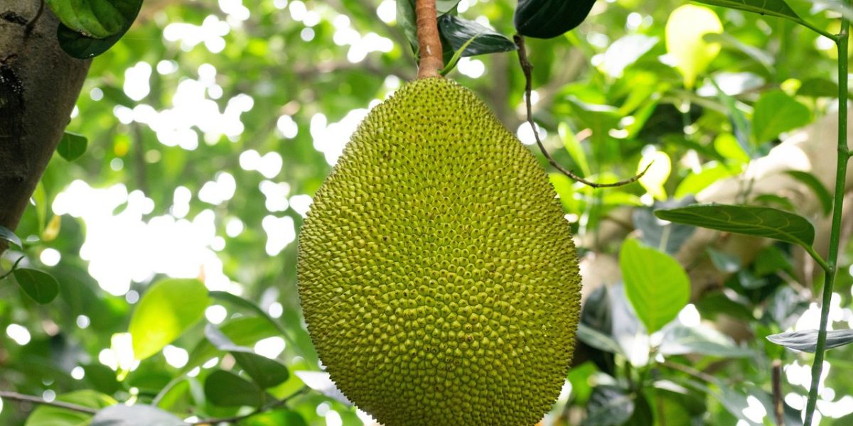 The Secret to Boiling Young Jackfruit, Guaranteed to be Soft and Without Bitter Taste