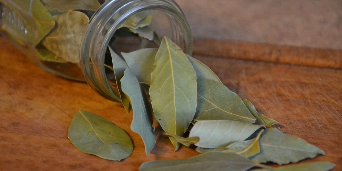 Bay Leaf Infusion to Treat Uric Acid and Cholesterol, Here's How