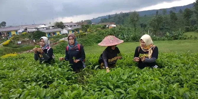Sariwangi Pailit, Miliki Hutang Triliunan di Sejumlah Bank