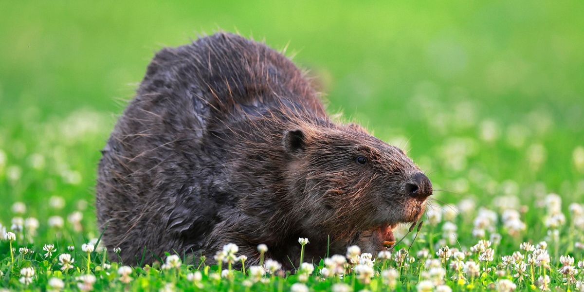 How Dangerous is an Otter Bite That Made Hotman Paris Rushed to a Hospital in Singapore?