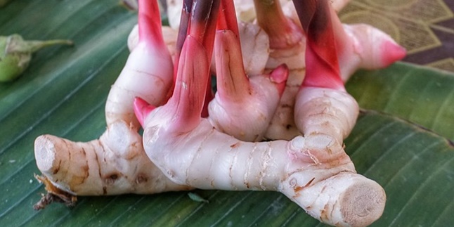 Not Just a Kitchen Spice, Here are a Series of Benefits of Galangal for Health