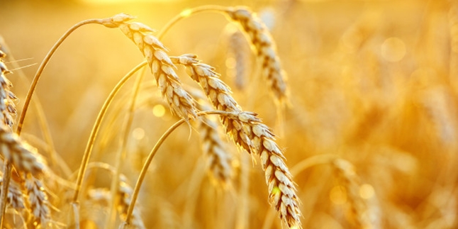 8 Benefits of Wheat that are Rarely Known, Not Just a Source of Carbohydrates