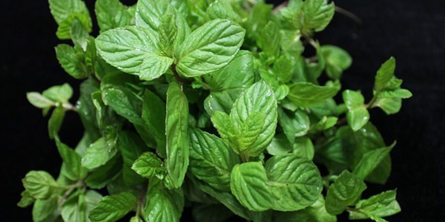 Not Only Refreshing, Here are 13 Health Benefits of Mint Leaves that Can Treat Asthma