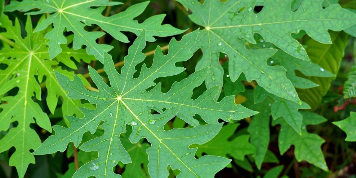 Cooking Tips for Papaya Leaves to Avoid Bitterness: Use Salt as One of the Solutions