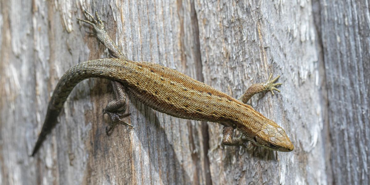 Tips to Drive Away Geckos with Kitchen Ingredients So They Don't Leave Droppings in Random Places