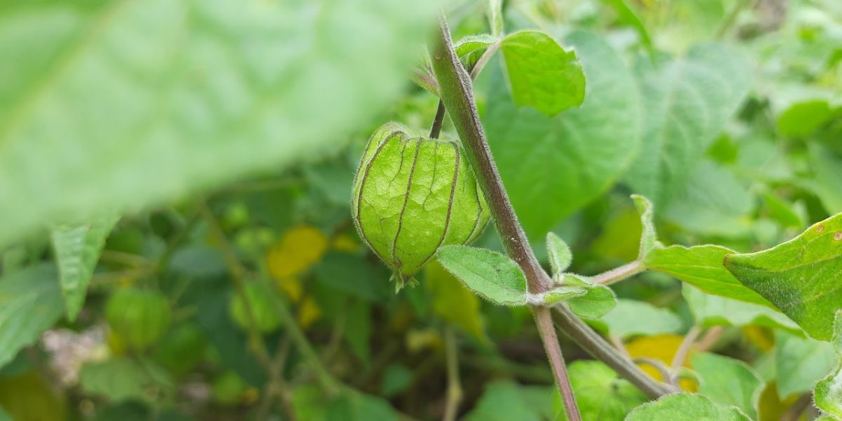 Tips for Boiling Ciplukan Leaves for Diabetes, Herbal Plant with Various Benefits