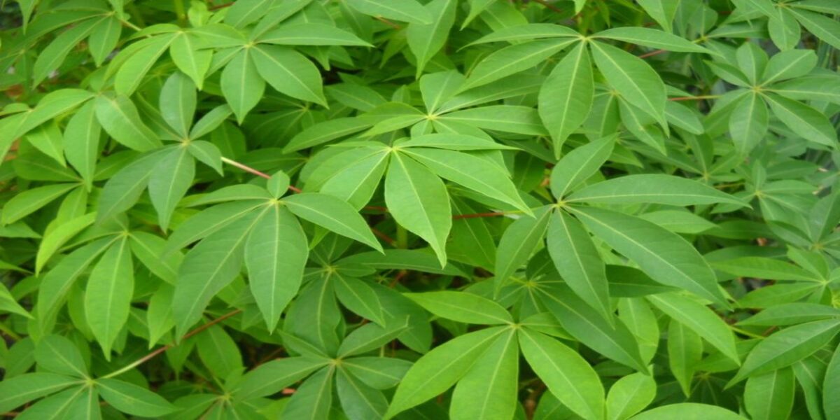 Tips for Boiling Cassava Leaves to Keep Them Fresh and Nutritious