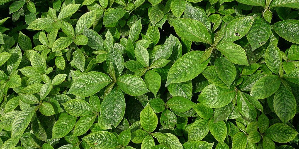 Tips for Boiling Keji Beling Leaves, a Wild Plant Effective for Relieving Kidney Stones to Diabetes