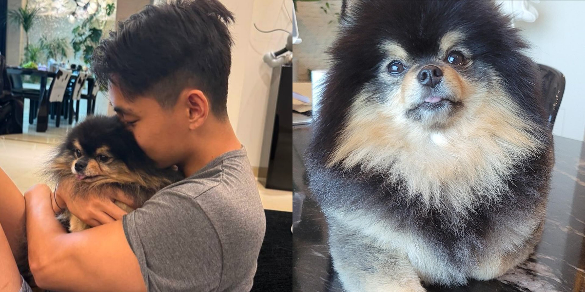 V BTS Announces the Death of Yeontan, the Beloved Dog Considered the 8th Member of BTS