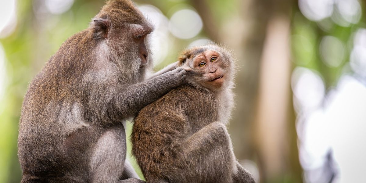 Viral Visitor Gets Out of Car in Wildlife Area, Check Out the Safari Park Rules You Must Know