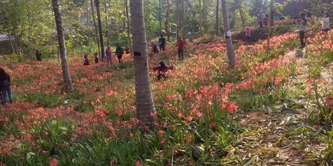 Hesti Perusak Taman Amaryllis
