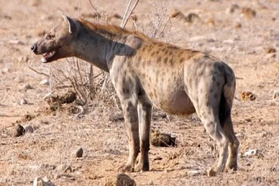 Hewan Hewan Jelek Yang Dianggap Lezat Percaya Plus Kapanlagi Com